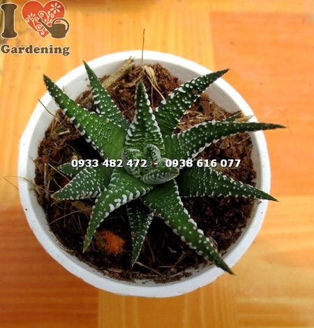 đặc điểm lá cây sen đá móng rồng nhỏ – viền trắng nổi bật