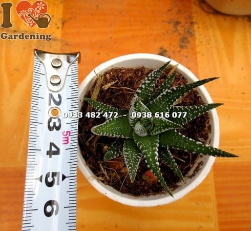 chăm sóc cây sen đá móng rồng nhỏ trong chậu
