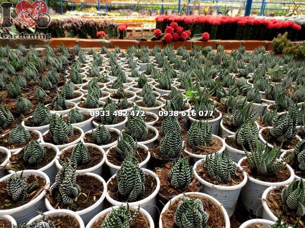 cây sen đá móng rồng nhỏ trang trí bàn làm việc, góc phòng