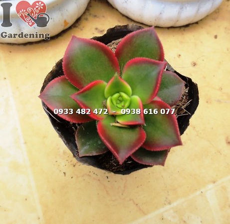 Cây sen nâu đặt ngoài nắng màu đẹp rực rỡ