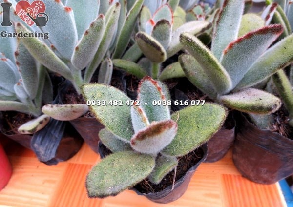 Cây sen nhung viền đen nhỏ - đặc điểm nổi bật