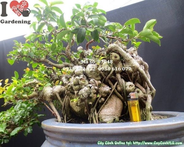 Cây si bonsai dáng bay phong thủy văn phòng