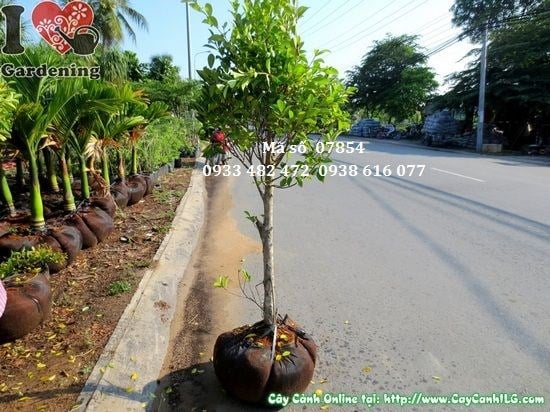 Cây si cắt tròn cao 1,2m – tán lá hình cầu xanh bóng, thân gỗ vững chắc