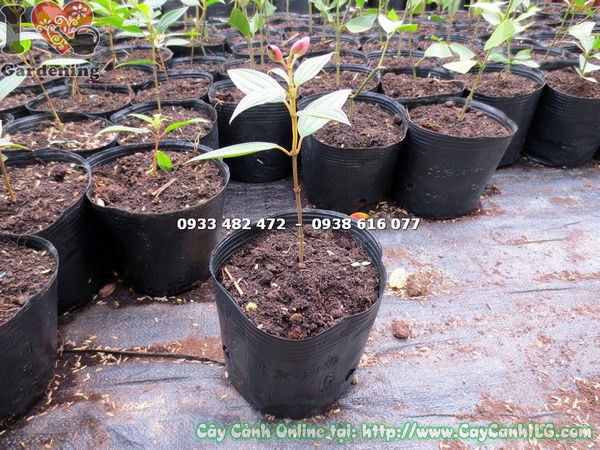 Cây Sim Thái giống cao 12cm hoa tím hồng rực rỡ tại vườn ILG