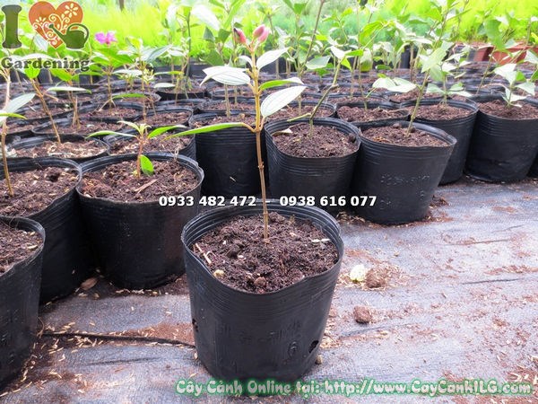 Cây Sim Thái giống đóng gói vận chuyển, sẵn sàng trồng dự án cảnh quan