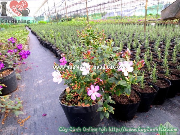 Cây sim thái giống mới hoa hồng cao 35cm - ILG