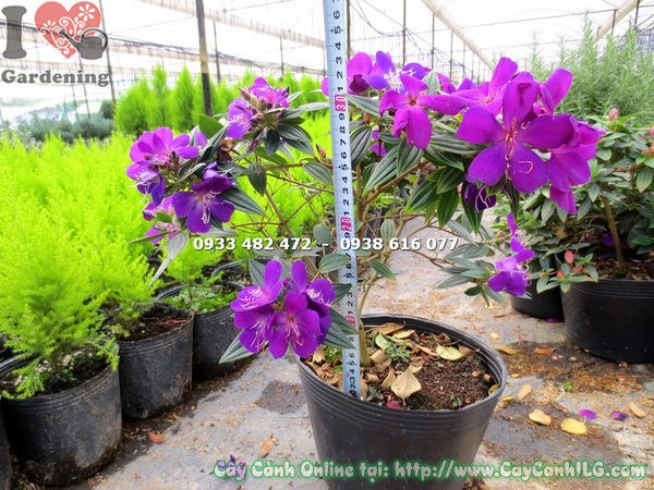 Hoa tím cây sim thái cao 35cm - Ms 13420