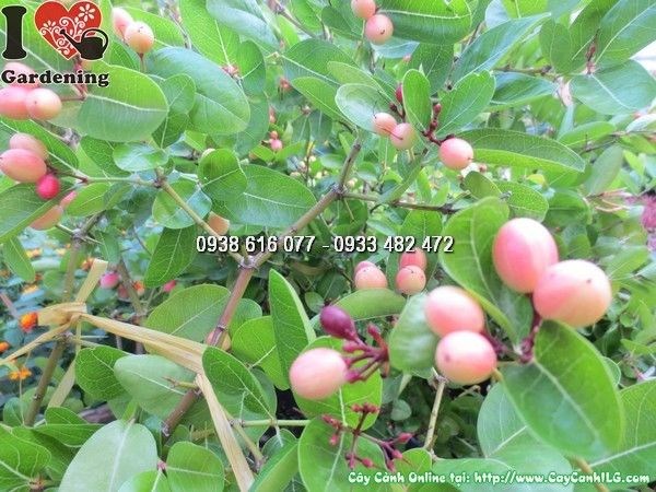 Trái cây si rô chín đỏ – vườn ILG