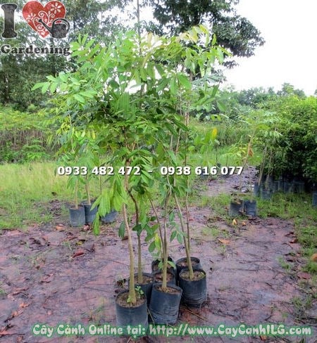 Cây sọ khỉ cao 1m7 - cây bóng mát cảnh quan đô thị