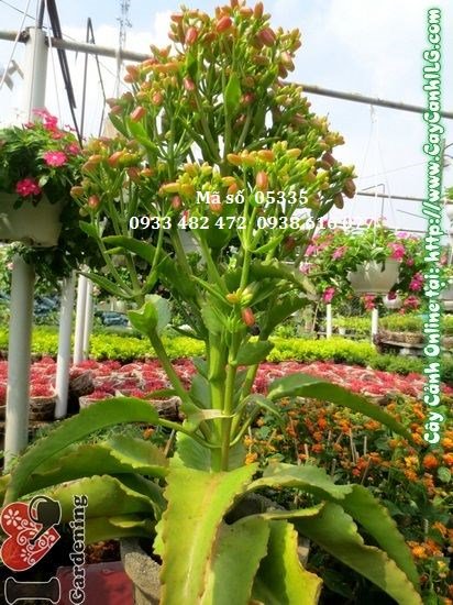 Đặc điểm lá và hoa cây sống đời
