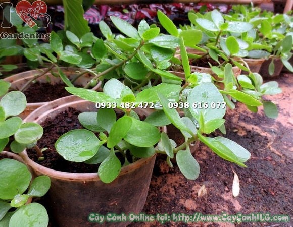 Hoa sống đời rực rỡ sau khi được kích hoa đúng cách