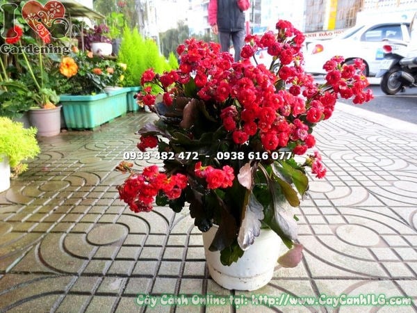 cây sống đời kép hoa đỏ giống mới – hoa mọc thành cụm đẹp