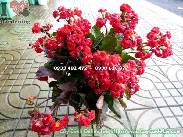 cây sống đời kép hoa đỏ – ý nghĩa phong thủy và công dụng