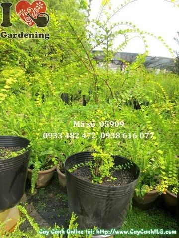Cây sơn liễu cao 50cm – cây cảnh trang trí sân vườn đẹp