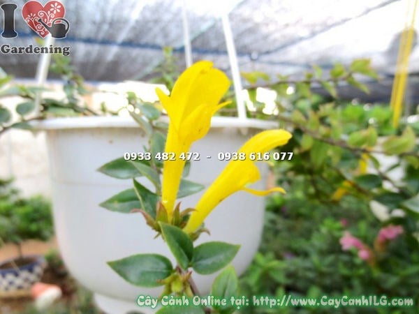 Hoa cây son môi vàng giống mới – sắc vàng nổi bật trên bao hoa đen nhung