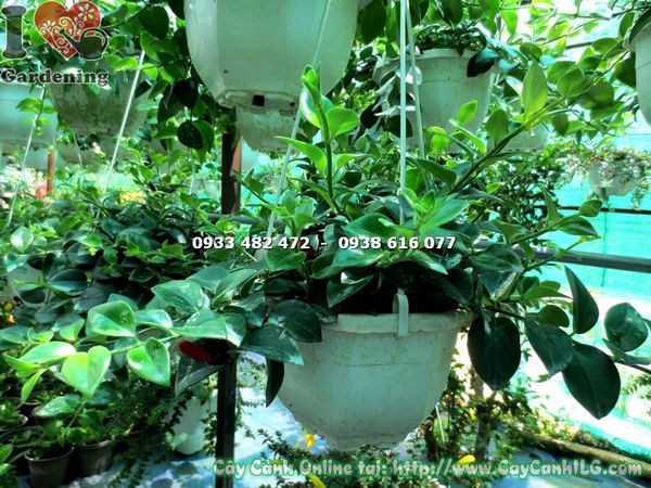 Cây son môi lá lớn hoa vàng - lá to bóng xanh mướt, hoa vàng nổi bật