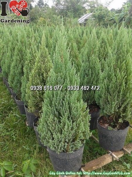 Cây sơn tùng cao 60cm tại vườn ILG