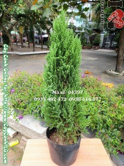 Cây sơn tùng trồng làm cảnh quan sân vườn