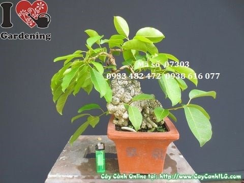 Cây sộp bonsai mini đẹp 25cm – mặt sau góc 1