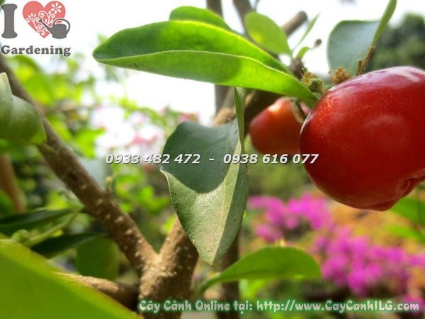 Sơ ri ra quả sai trĩu cành