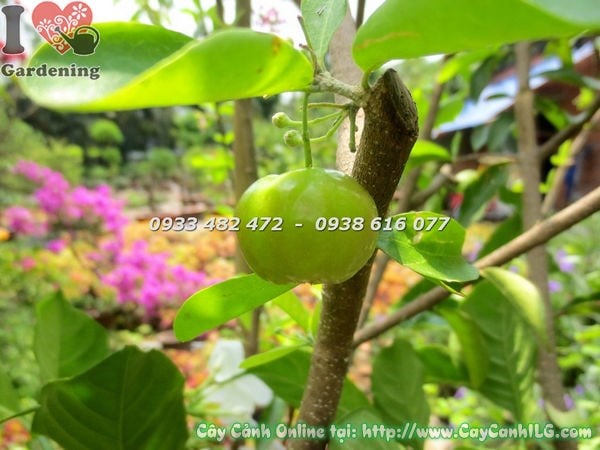 Chăm sóc cây sơ ri — tưới nước và bón phân