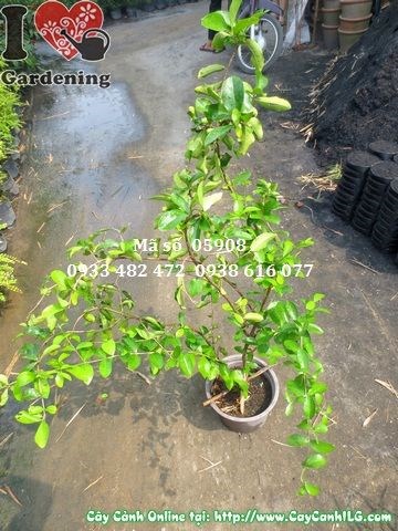 Cây sơ ri giống 50cm – lá xanh sum xuê, cành nhánh đẹp
