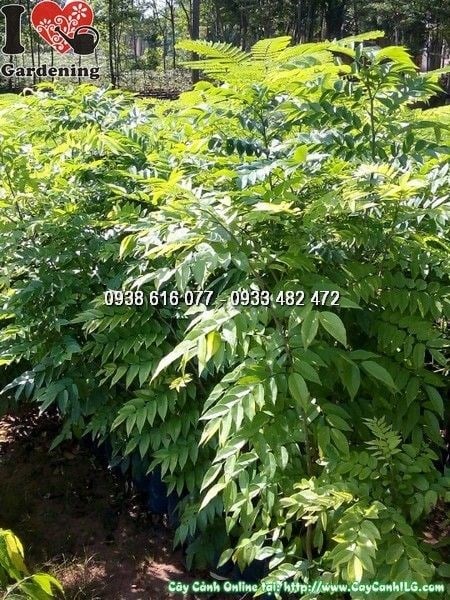 Cây sưa giống cao 1m – cây gỗ quý Ms 24506 tại vườn ILG