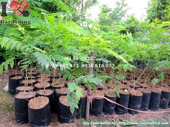 Cây sưa giống cao 50cm – cây gỗ quý tại ILG