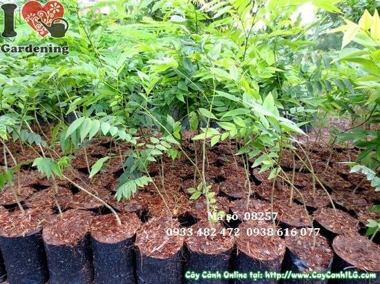 Cây sưa giống 50cm – thân và lá cây sưa quý hiếm