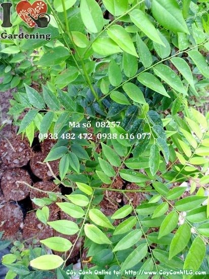 Cây sưa giống 50cm – phát triển ngoài trời tại vườn ILG