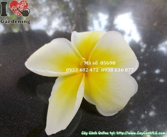 Cây sứ đại cao 3m Ms 05698 – điểm nhấn sân vườn công trình
