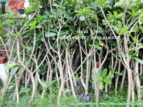 Hoa trắng cây sứ đại hoa trắng 1,7m – hương thơm ngát
