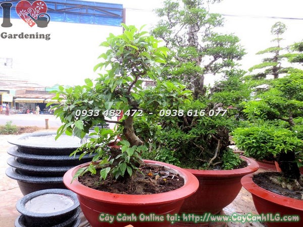 Cây Sung bonsai trưng bày nghệ thuật