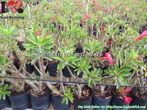 Cây sứ thái hoa hồng đậm cao 40cm trong chậu – thân mọng nước, lá xanh bóng