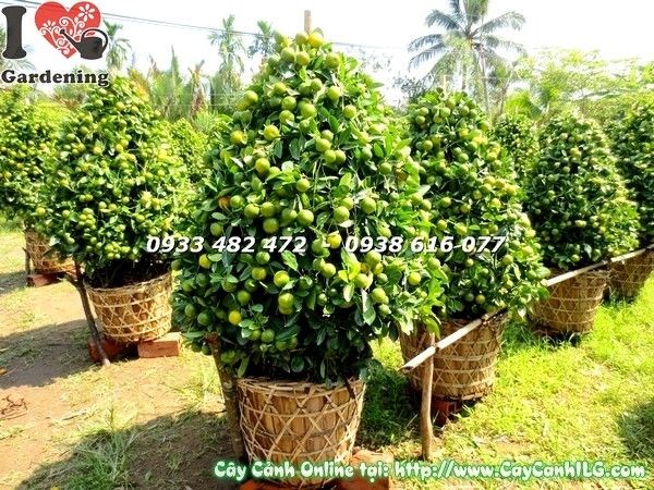 Cây tắc cao 115cm hoa nở trái chín vàng ươm đẹp mắt