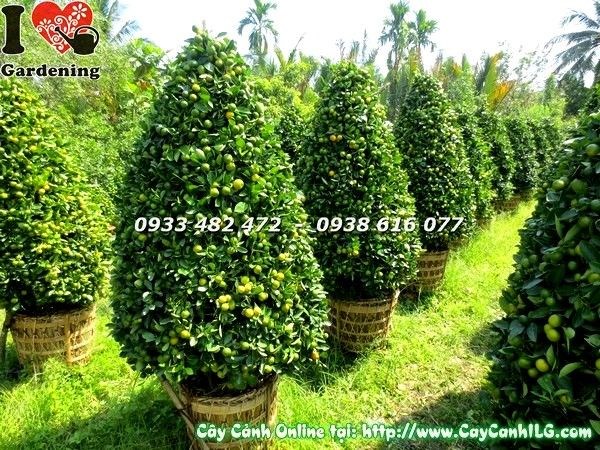 Cây tắc quất cao 170cm tán xanh sai trái vàng - ILG vườn ươm TP.HCM