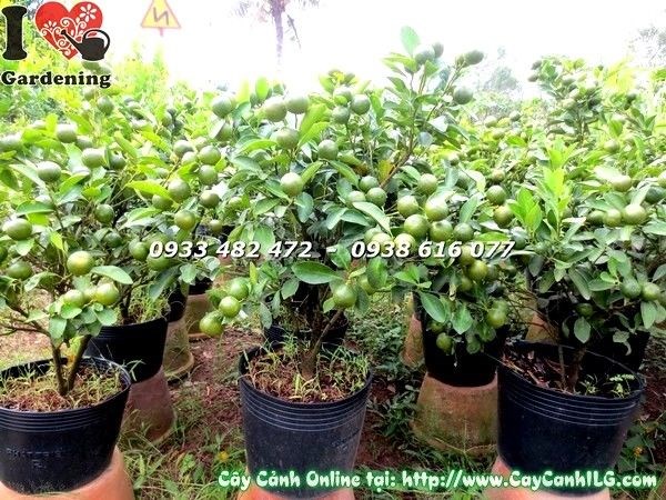 Chi tiết quả cây tắc Ms 19587 cao 55cm