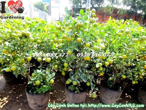 Cây tắc 80cm trái xanh vàng đan xen, trang trí quanh năm