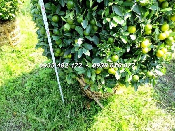 Cây tắc cắt tháp dày trái cao 1,4m – dáng tháp đẹp, sai quả vàng