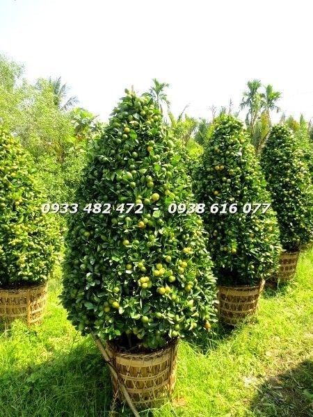 Cây tắc cắt tháp dày trái cao 1,4m – quả vàng chi chít, tán cân đối