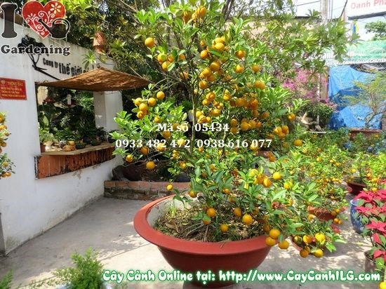Chăm sóc cây tắc Hà Nội cao 1,5m – đất, tưới nước, cắt tỉa