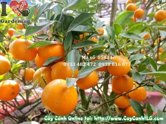 Cây tắc Hà Nội cao 1,5m tán đẹp sai quả – ILG