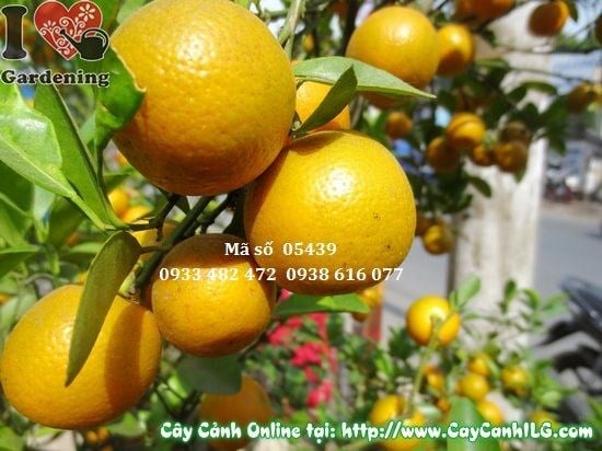 Cây Tắc Hà Nội trưng bày trang trí không gian