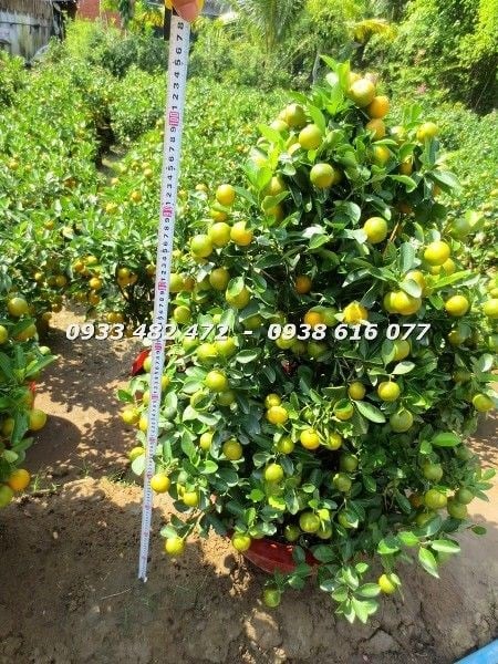 Cây tắc tết cao 90cm tán đẹp tại vườn ILG
