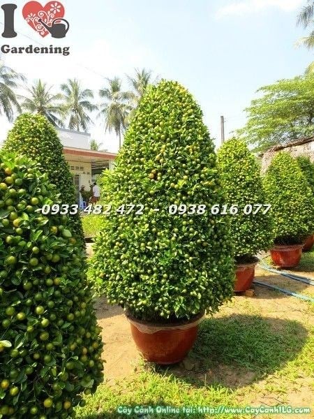 Chăm sóc cây tắc Tết nhiều trái - đặc điểm trái vàng
