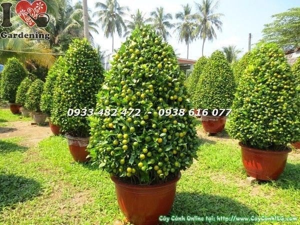 Cây tắc tết khỏe mạnh nhiều trái không sâu bệnh