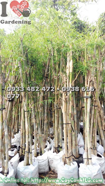 Bụi tầm vông 3 cây xanh tươi, chuẩn bị xuất vườn
