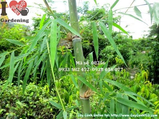 Cây tầm vông cao 1,5m – cây cảnh quan đẹp tại vườn ILG
