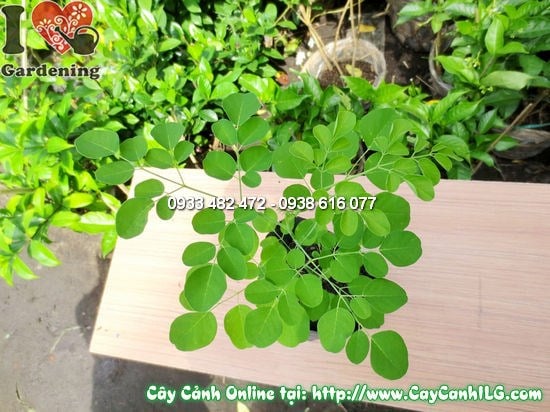 Cây Thần Diệu 35cm - hướng dẫn chăm sóc và phát triển