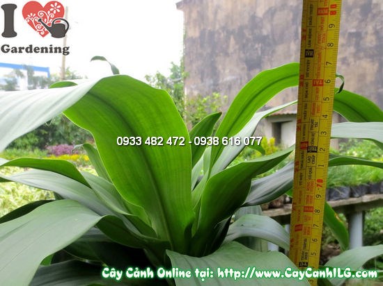 Cây Thiết Mộc Lan 5 Khúc cao 75cm - dáng đẹp, tán lá xanh mướt